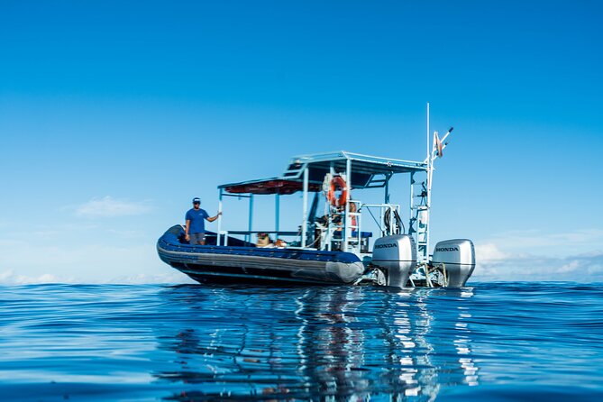 Oahu: 3-Hour Dolphin Swim and Snorkeling Speedboat Tour