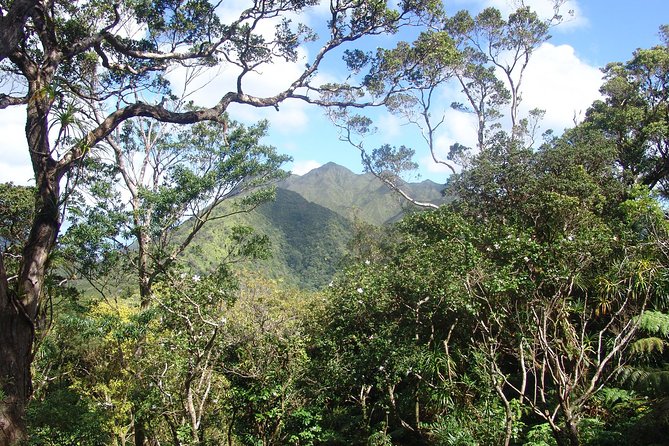 Oahu Volcanic Rainforest Hiking Adventure