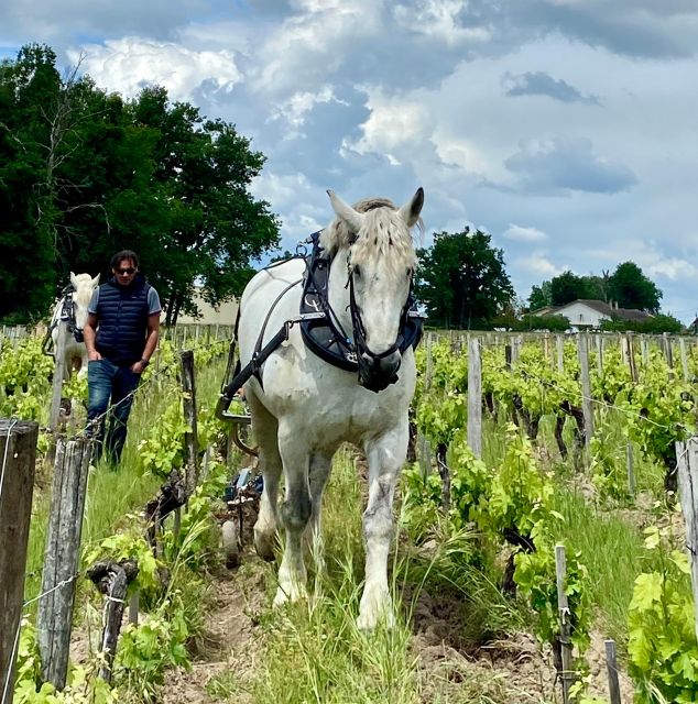 Oenological Exploration at Château Labrie St Emilion GC - Tour Overview