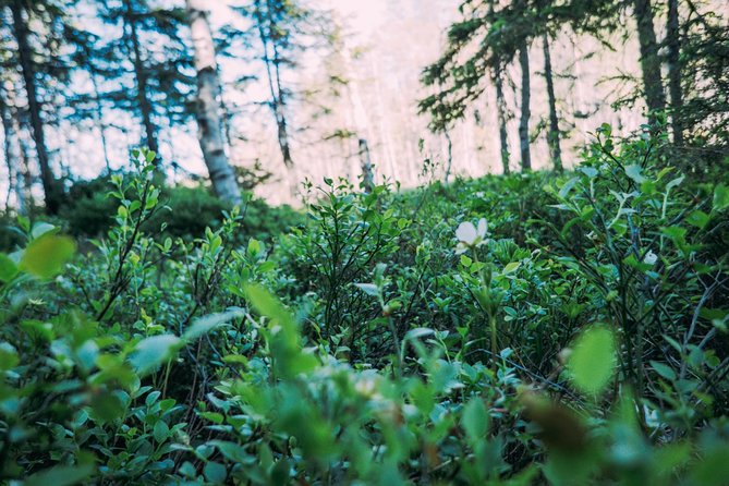 Off-Trail Nature Stockholm Hike - Inclusions and Logistics