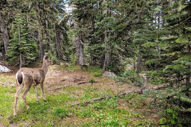 Olympic National Park - Private Luxury Day Tour With Lunch