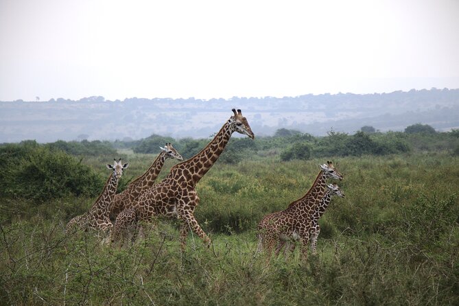 One-Day Akagera National Park Game Drive With a Choice 4×4