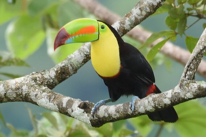 One Day Of Nature in Monteverde - Overview of the Tour