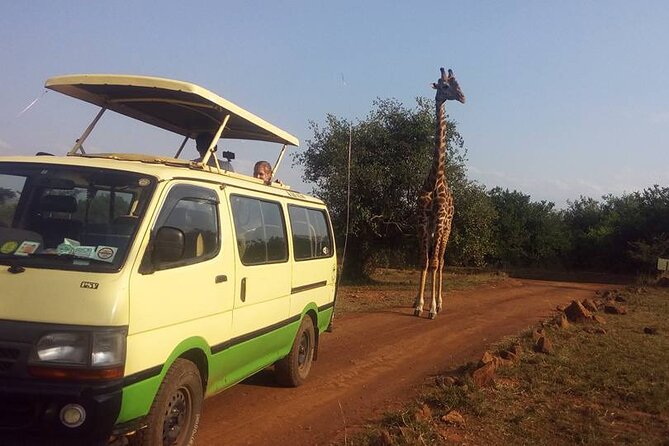 One Night (Mid-range) Amboseli National Park Safari - Included in the Price