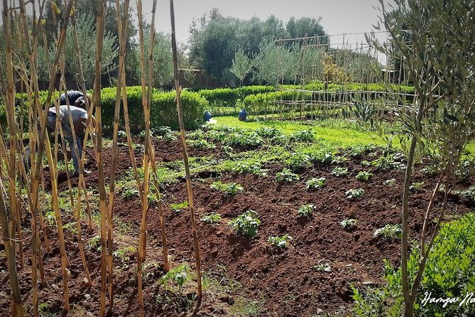 Organic Moroccan Cooking Class At Secret Berber Garden CT - Class Overview