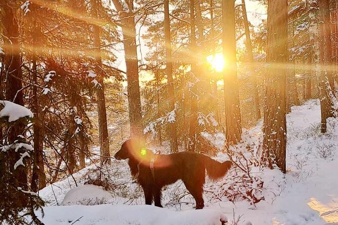 Oslo: Scenic Hike and Norwegian Waffles With Local Guide & Dog - Inclusions and Whats Provided