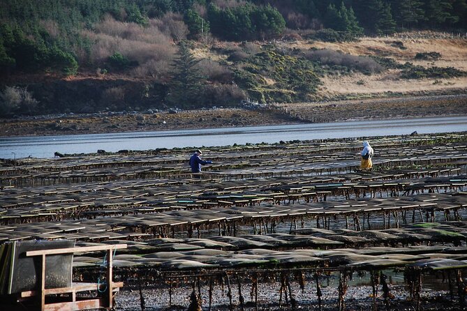 Oyster Farm and Tasting Experience