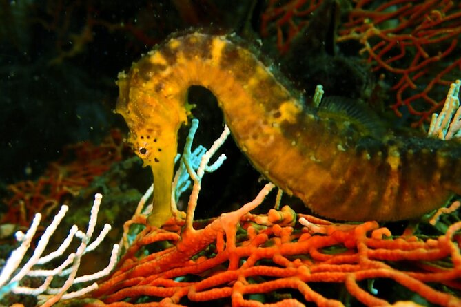 PADI Discover Scuba 2 Times Diving Phuket - Pricing and Availability