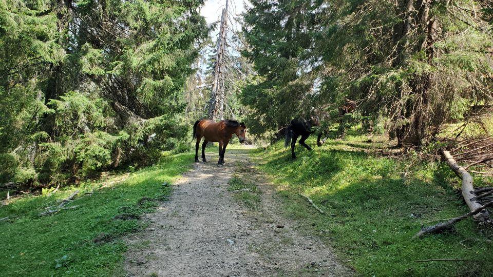 Padis: a Hike or Bike Ride to the Heart of Apuseni - Overview of the Activity