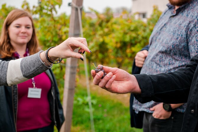 Pagus Wine Tours® – Lake Garda and Amarone – Full Day Wine Tour