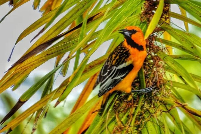 PALO VERDE NATIONAL PARK ( Boat Safari, 1/2 Day )