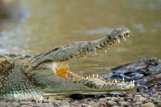 3 Best National Park Tours In Playa Hermosa