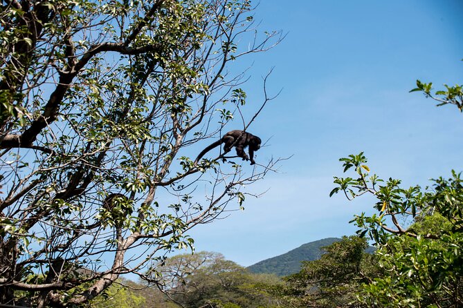 Palo Verde National Park – One Day Tour in Safari Wildlife- Tour Cultural