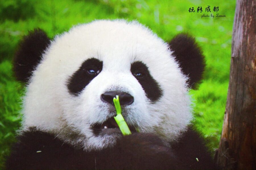 Panda Base Day Tour in Sichuan Chengdu
