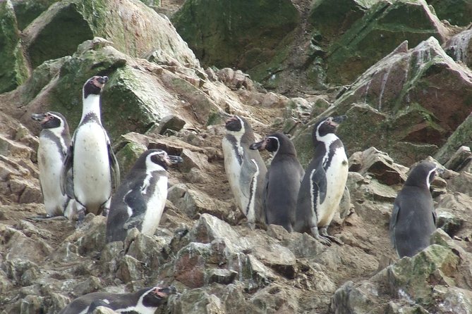 Paracas Full Day: Islas Ballestas, National Park and Sandboarding in Paracas