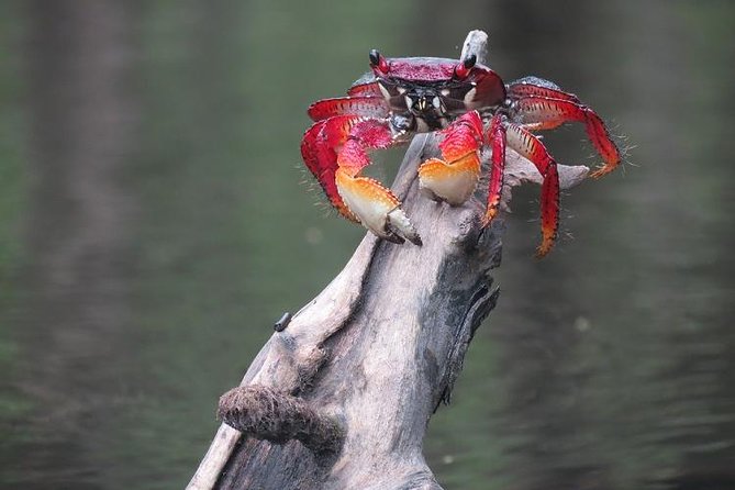 Paraty Sea Kayak Trip (2 Days) - Trip Overview and Details