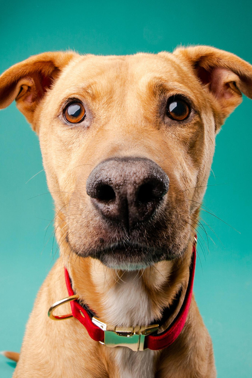 Pet Photography Studio Session With Family Portraits - Good To Know