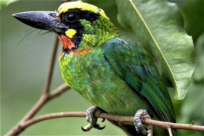 Phulchoki Bird-Watching Tour