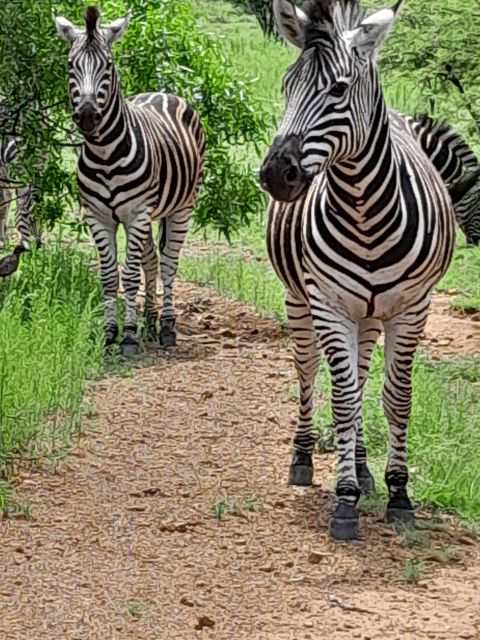 Pilanesberg Full Day Safari From Johannesburg