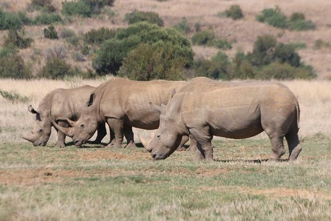 Pilanesberg Nature Reserve