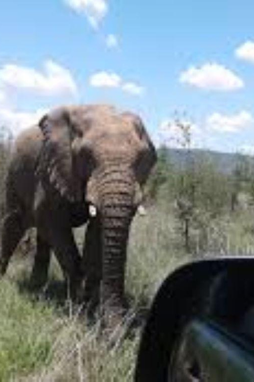 Pilanesberg : Sunset Afternoon Drive - Wildlife Viewing Opportunities