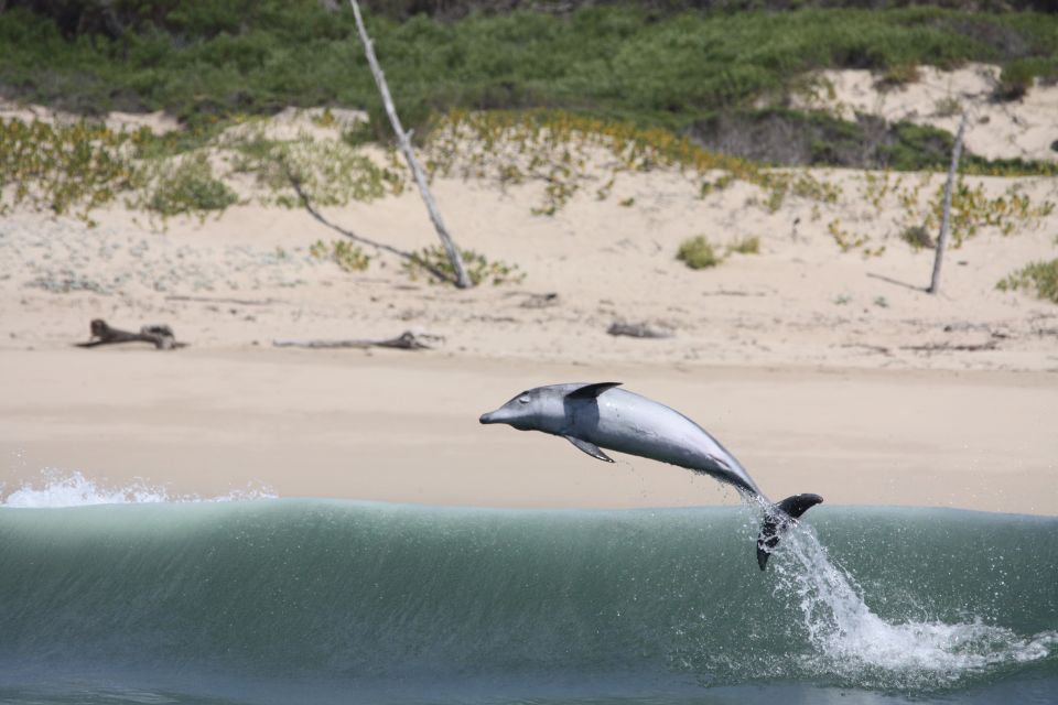 Plettenberg Bay: Dolphin and Marine Boat Tours - Tour Overview