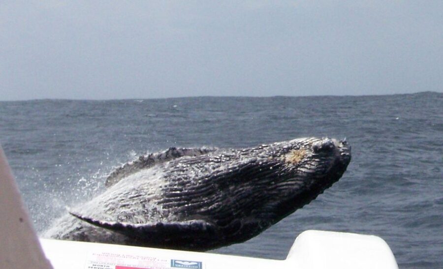 Plettenberg Bay: Whale-Watching Cruise - Exploring Plettenberg Bay