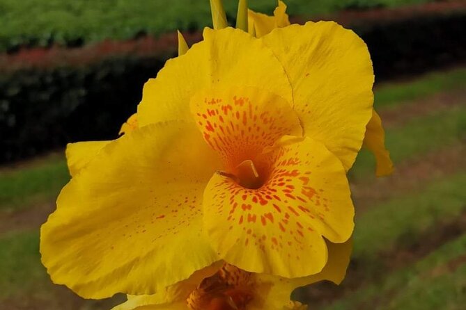 Poás Volcano, Coffee Plantation and La Paz Waterfall Gardens Tour