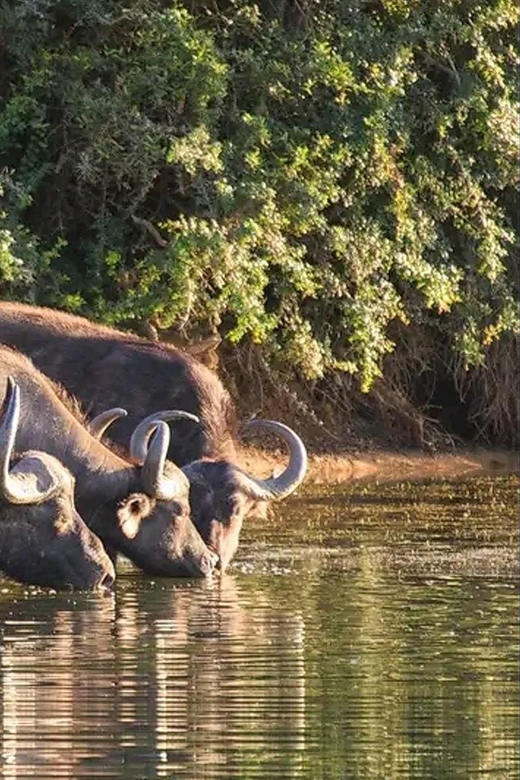 Port Elizabeth: 3-Day Addo Elephant National Park Safari