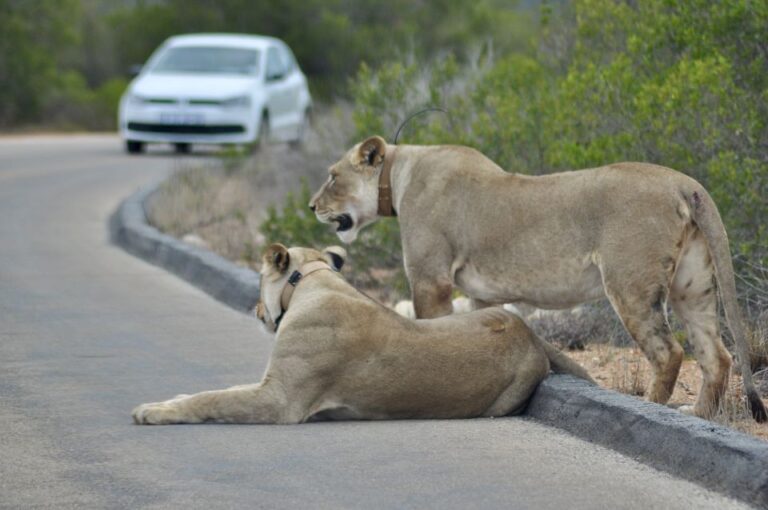 Port Elizabeth: Addo Elephant Park Full-Day Safari