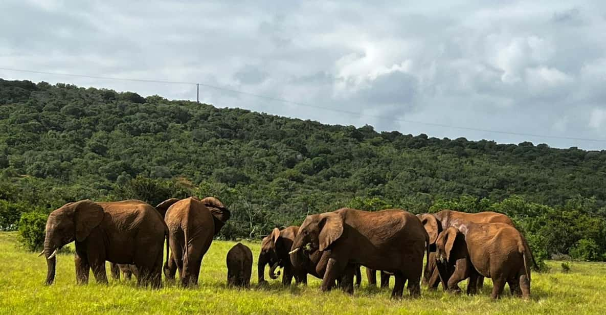 Port Elizabeth: Addo Elephant Park Shore Excursion & Safari - Overview of the Excursion