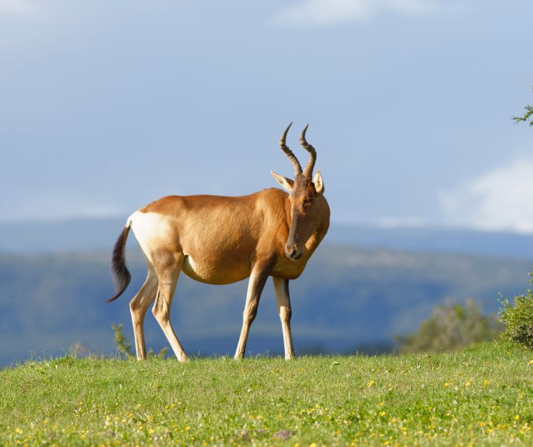 Port Elizabeth: Shore Excursion to Addo Elephant Park Safari - Tour Overview