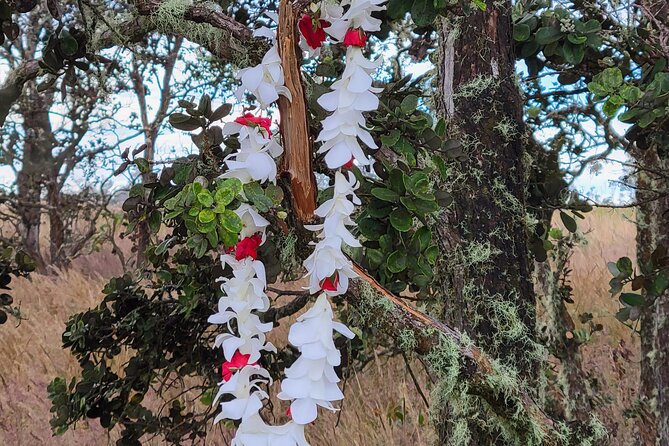 Port of Hilo to Volcano Tour