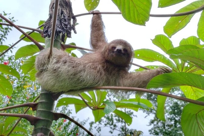 Premium Tour:Sloths and Río Celeste Y Cortez Waterfalls (Tenorio Volcano Park) - Tour Overview