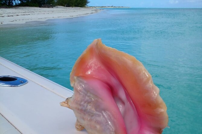 Private 1/2 Day Afternoon Snorkel / Cruise on Shady Grady