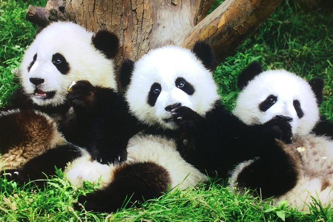 Private 2-Day Xian and Chengdu Tour With Hotel Stay - Tour Highlights