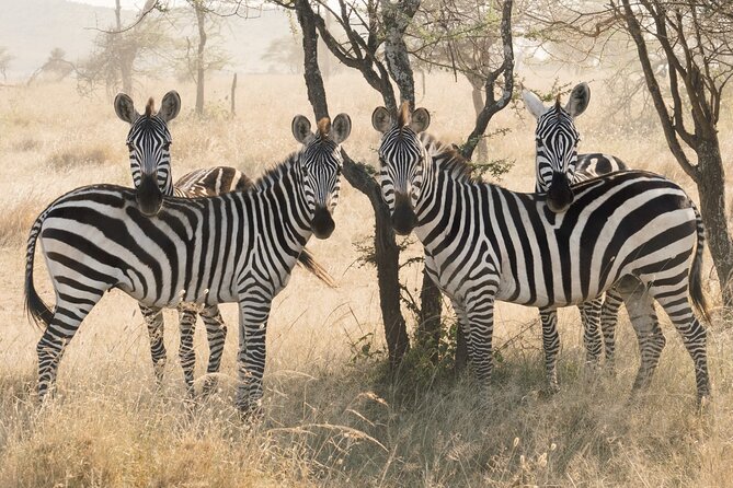 Private 6-Day Tarangire Manyara Crater and Serengeti With Mid-Range Lodges