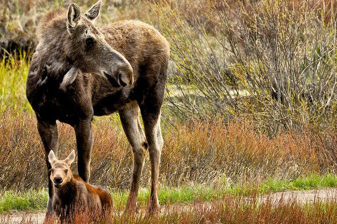 Private 8-Hour Grand Teton Adventure