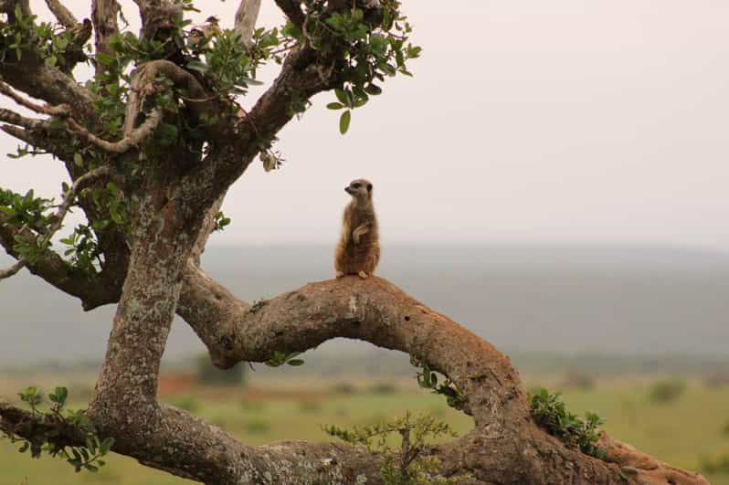 Private Addo Elephant National Park Full Day Guided Tour