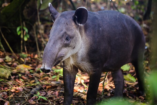 Private Adventure Tour in Corcovado National Park - Overview of Corcovado National Park