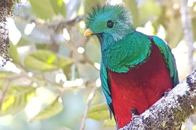 Private Bird Watching Experience in Coronado San José
