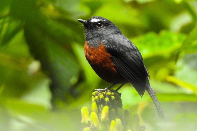 Private Birding Tour in Mindo Cloud-Forest + Middle of the World - Tour Overview