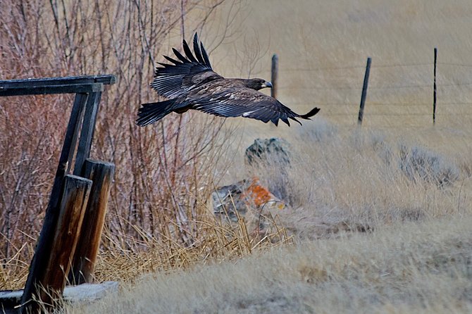 Private Birdwatching Activity in Penticton