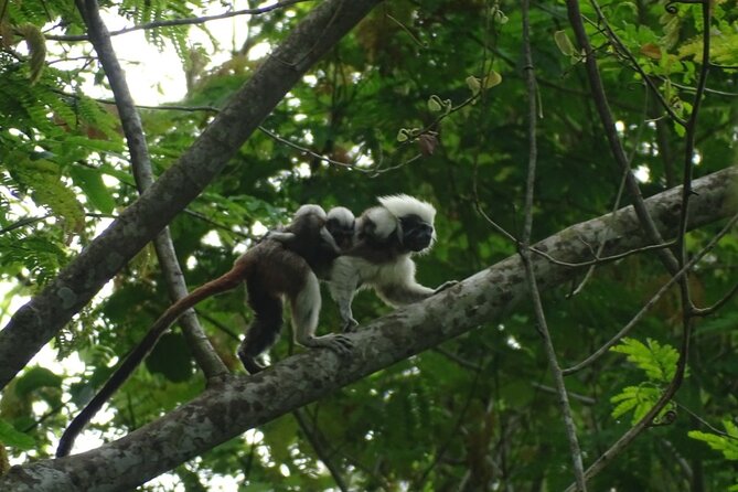 Private Cotton-Top Tamarin Adventure Tour - Hiking Experience