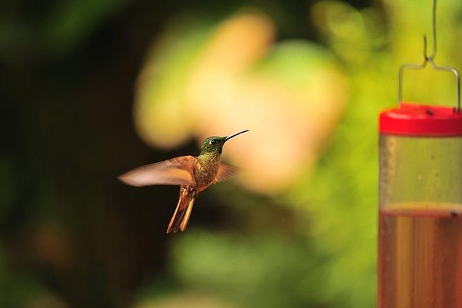 Private Day Tour to Mindo - Waterfalls & Hummingbirds - Mindo Nambillo Forest Reserve