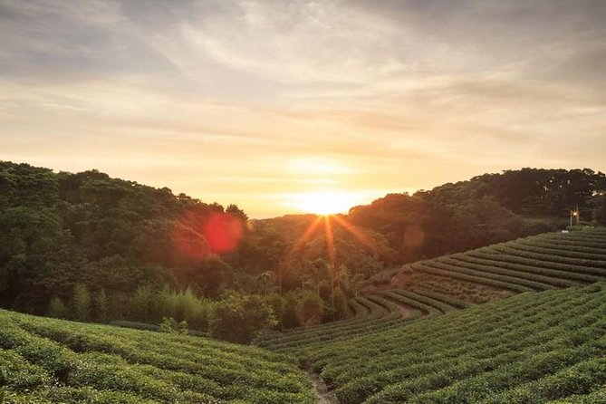 Private Day Trip to Kiambethu Tea Farm in Limuru From Nairobi