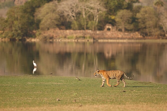 Private Day Trip to Ranthambore Tiger Reserve From Jaipur