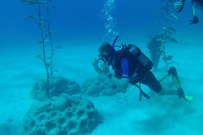 Private Diving Cyprus Experience Protaras and Ayia Napa & Turtles - Customer Feedback and Responses