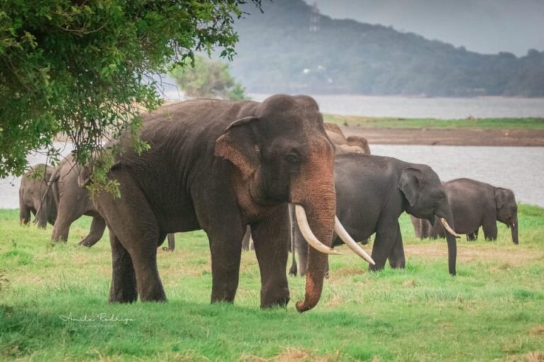 Private Elephant Jeep Safari From Trincomalee to Minneriya