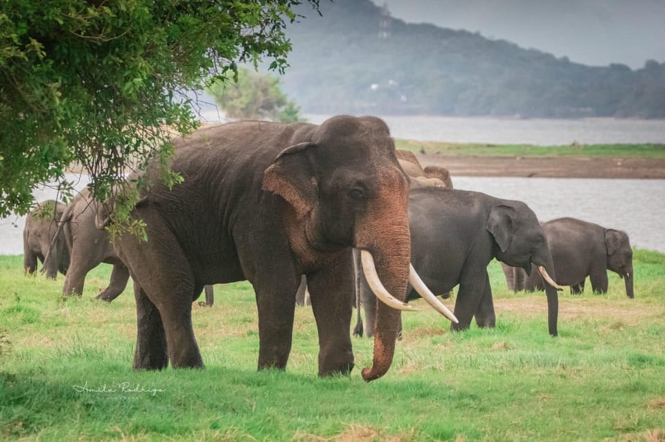 Private Elephant Jeep Safari From Trincomalee to Minneriya - Activity Overview